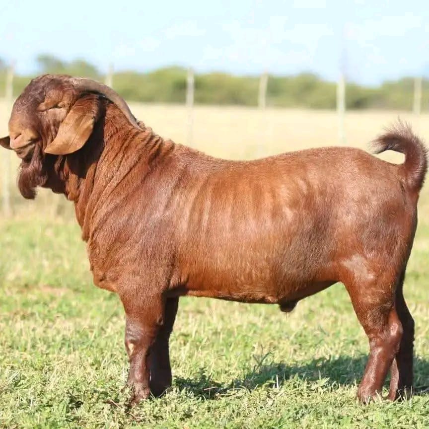 Kalahari goat